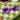 Flower Power Sunglasses